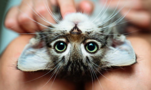 Fakty i mity dotyczące kotów – czy znasz je wszystkie